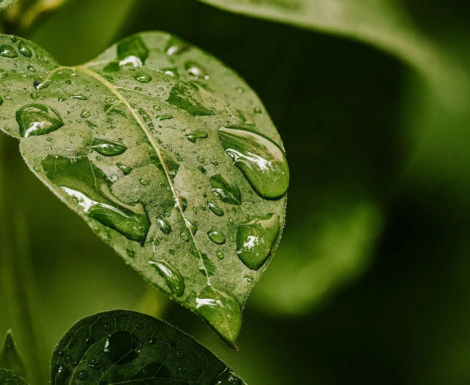 雨を喜ぶということ。
